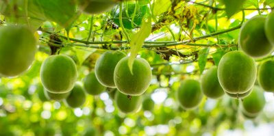 Monk Fruit